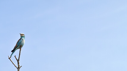 European roller (Coracias garrulus) perched on a branch on a blue sky background. Ornithology. Bird.