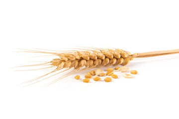 a ripe golden wheat ear isolated on white background.