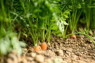 Carrots in the soil