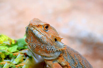 Agama brodata podczas posilku © Darcos