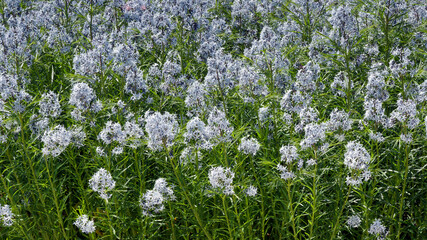 Amsonia hubrichtii | Hubricht's bluestar - Narrowleaf Blue Star - Arkansas bluestar - thread-leaf...
