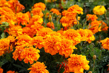 Tagetes (Tagetes) auch Studentenblume mit gelben Blüten