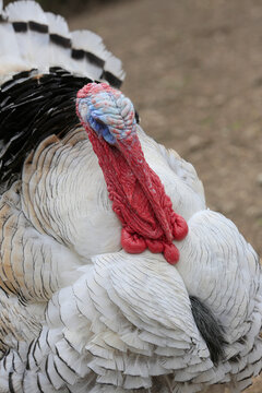 Haustruthahn, Puter (Meleagris gallopavo)