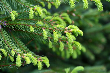 Branches spruce tree with young new shoots on a natural green background in spring forest. Natural...