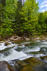 View of the turbulent water flow of the mountain river among the green forest