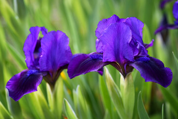 Flowers of bearded iris on blurred green natural background. Purple iris flower are growing in a...