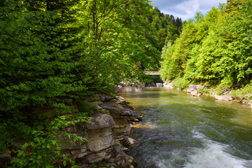 The mountain river Prut among the green forest. Yaremche, Carpathians, Ukraine