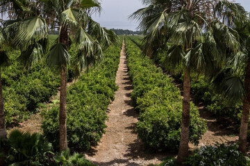 Fototapeta premium Ferme de palmier dattier dans une zone sud du Maroc