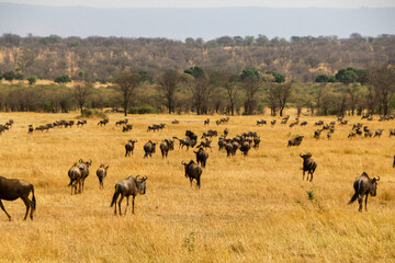 herd of wildebeest, great migrations in serengeti national park 