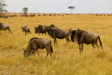 herd of wildebeest, great migrations in serengeti national park 