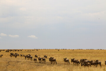 Naklejka premium herd of wildebeest, great migrations in serengeti national park 