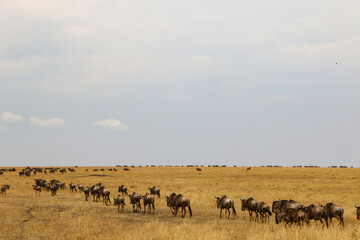 Naklejka na ściany i meble herd of wildebeest, great migrations in serengeti national park 