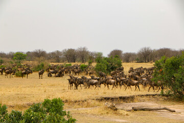 herd of wildebeest, great migrations in serengeti national park 