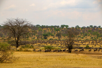 herd of wildebeest, great migrations in serengeti national park 