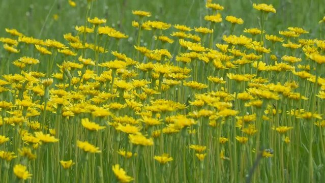 A clearing of bright yellow flowers in a green meadow. Wall Hawkweed or Hieracium murorum