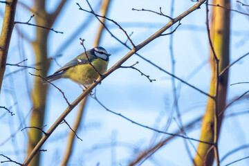 This image captures a charming Blue Tit, Cyanistes caeruleus, a small passerine bird, perched on...