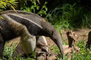 Giant anteater (Myrmecophaga tridactyla), looking for ants to feed on.