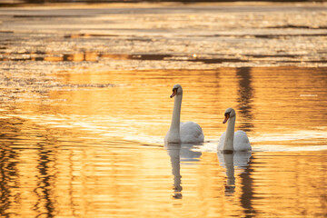 The photograph depicts a captivating scene of two elegant swans afloat on a lake that reflects the...