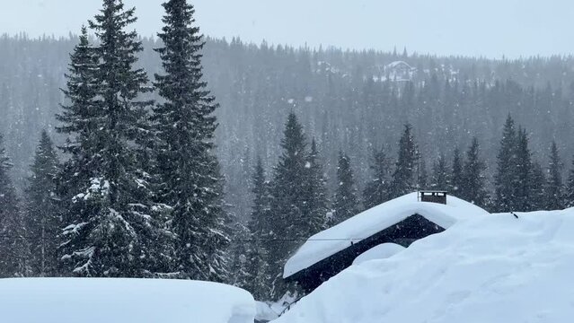 Traditional Swedish wooden home house log cabin in forest in winter with snow during snow storm, blizzard, blowing snow in cold frost 