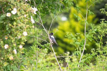 Rosy Starling (Pastor roseus) perched on tree branch in front of green natural background. Bird, animal.