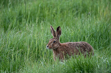 Hase im Gras