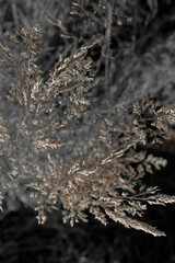 Fine dry grasses in closeup countryside sunset mood