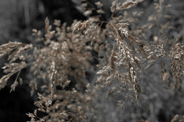 Fine dry grasses in closeup countryside sunset mood