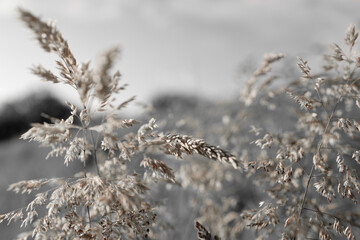 Fine dry grasses in closeup countryside sunset mood