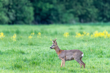 Rehbock in der Wiese