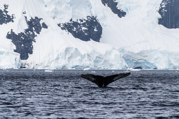 Close-up of the tail of a diving humpback whale -Megaptera novaeangliae. Image taken in the Graham...