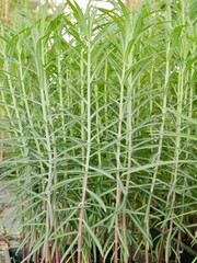 Young shoots of caper spurge or paper spurge, gopher spurge, gopher plant or mole plant (Euphorbia lathyris), an important energy (bioenergy) crop and medicinal crop