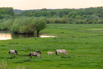 Fototapeta premium Wildpferde- Liebenthaler Wildlinge