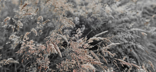 Fine dry grasses in closeup countryside sunset mood