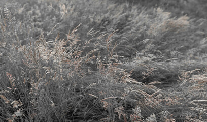 Fine dry grasses in closeup countryside sunset mood