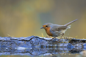Bird Robin Erithacus rubecula, small bird in forest puddle, spring time in Poland Europe