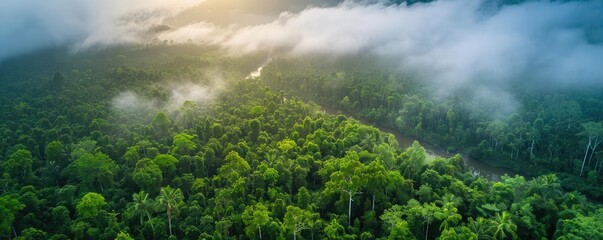 Aerial view of a lush green rainforest with mist and sunlight breaking through the clouds, showcasing nature's beauty and serenity.