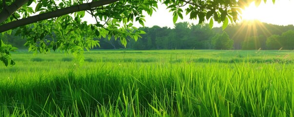 Obraz premium Peaceful summer meadow with lush green grass and a tree branch, bathed in warm sunlight, perfect for nature and outdoor concepts.