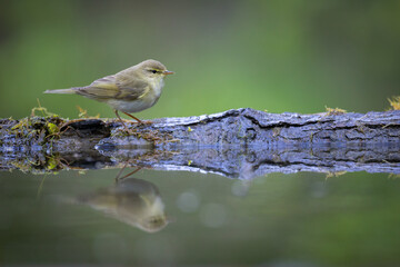 Small bird - Willow warbler Phylloscopus trochilus perched on tree, spring time