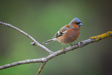Bird male chaffinch Fringilla coelebs perching on forest puddle, spring time
