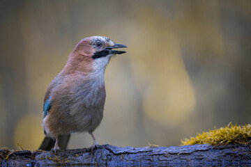 Bird Eurasian Jay Garrulus glandarius sitting on the forest pound Poland, Europe