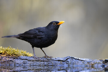 male Blackbird Turdus merula on the forest puddle amazing warm light sunset sundown