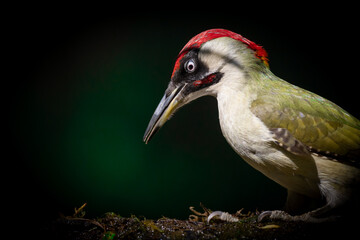 Bird - Green woodpecker Picus viridis on forest pond, bird drinking water, wildlife Poland Europe	