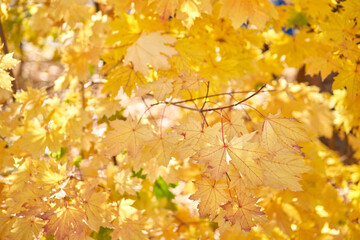 Yellow leaves on a tree. Yellow maple leaves on a blurred background. Golden leaves in autumn park. Sunny autumn day. High quality photo