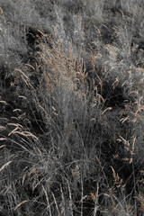 Fine dry grasses in closeup countryside sunset mood