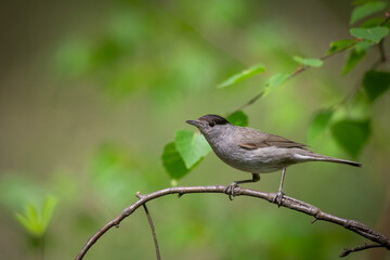 Obraz premium Bird - male Blackcap Sylvia atricapilla spring time, Poland Europe
