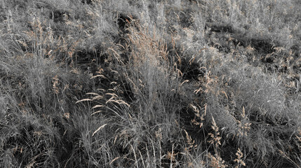 Fine dry grasses in closeup countryside sunset mood