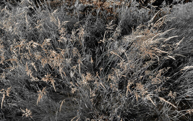 Fine dry grasses in closeup countryside sunset mood