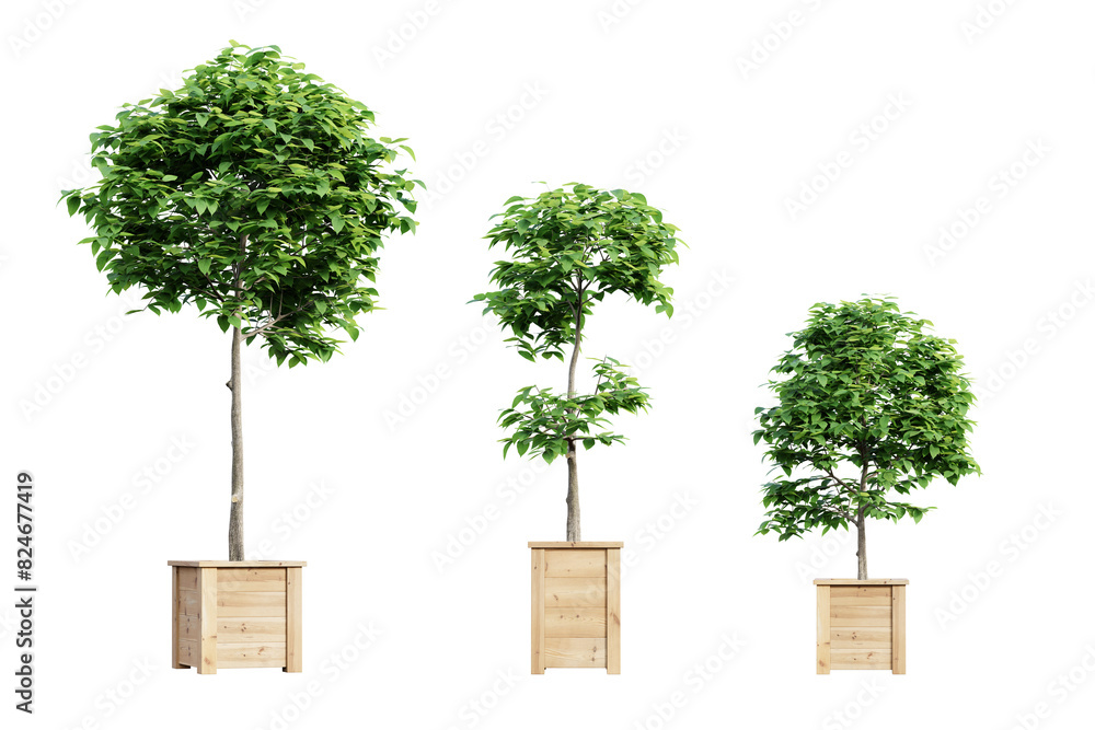 Aufkleber set of trees in wooden pots isolated on transparent background. 3d render.