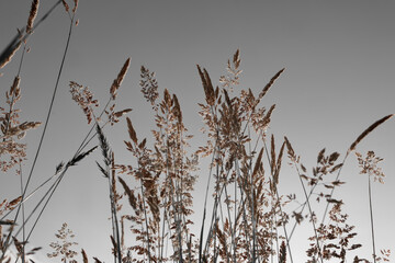 Fine dry grasses in closeup countryside sunset mood