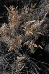 Fine dry grasses in closeup countryside sunset mood